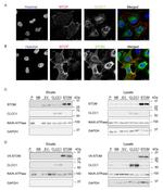 V5 Tag Antibody in Immunocytochemistry (ICC/IF)