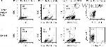 Tyrosinase Antibody in Flow Cytometry (Flow)