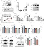 beta Tubulin Antibody in Western Blot (WB)