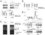 RPL29 Antibody in Western Blot (WB)