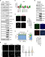 FBXO5 Antibody in Western Blot (WB)