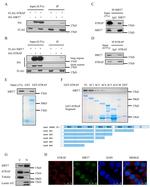 HA Tag Antibody in Western Blot (WB)