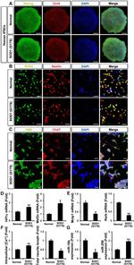 HB9 Antibody in Immunocytochemistry (ICC/IF)