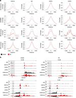 Glucocorticoid Receptor Antibody in ChIP Assay (ChIP)