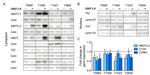 AMOTL1 Antibody in Western Blot (WB)