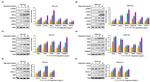 IP3 Receptor 1 Antibody in Western Blot (WB)