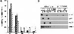 NR3C2 Antibody in Immunoprecipitation (IP)