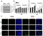 p38 MAPK Antibody in Western Blot (WB)