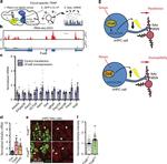 alpha-2a Adrenergic Receptor Antibody in Immunohistochemistry (IHC)