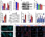 GM130 Antibody in Immunocytochemistry (ICC/IF)