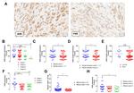 PXR Antibody in Immunohistochemistry (IHC)