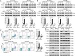 Phospho-PLCG1 (Tyr783) Antibody in Western Blot (WB)