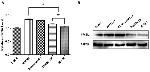 NPC1L1 Antibody in Western Blot (WB)