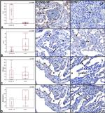 IL-4 Antibody in Immunohistochemistry (IHC)