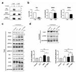 Phospho-Connexin 43 (Ser282) Antibody in Western Blot (WB)