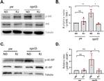 beta Tubulin Loading Control Antibody in Western Blot (WB)