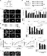 alpha Tubulin Antibody in Western Blot (WB)