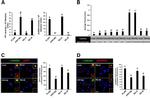 Phospho-Aurora A (Thr288) Antibody in Immunocytochemistry (ICC/IF)