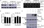 HA Tag Antibody in Western Blot (WB)