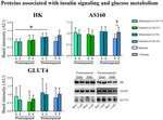 GLUT4 Antibody in Western Blot (WB)