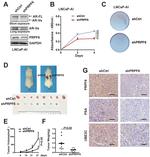 Androgen Receptor Antibody in Western Blot (WB)