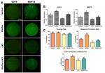 BMP-15 Antibody in Immunocytochemistry (ICC/IF)