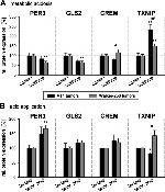 GLS2 Antibody in Western Blot (WB)