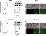 Synapsin 1 Antibody in Immunocytochemistry (ICC/IF)