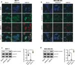 Synapsin 1 Antibody in Immunocytochemistry (ICC/IF)