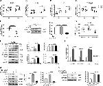 CD126 Antibody in Neutralization (Neu)