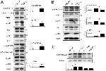 Phospho-TAK1 (Thr184, Thr187) Antibody in Western Blot (WB)