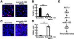 c-MAF Antibody in Immunocytochemistry, Immunohistochemistry (Paraffin) (ICC/IF, IHC (P))