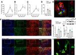 Complement C3 Antibody in Immunocytochemistry (ICC/IF)