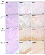 COL6A6 Antibody in Immunohistochemistry (IHC)