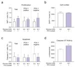 Caspase 3 Antibody in Immunocytochemistry (ICC/IF)