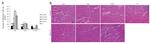 CD4 Antibody in Immunohistochemistry (IHC)