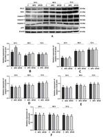 Caspase 8 Antibody in Western Blot (WB)