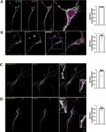 ATP1A3 Antibody in Immunocytochemistry (ICC/IF)