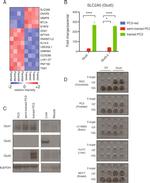 GLUT5 Antibody in Western Blot (WB)