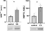 Phospho-ERK1/ERK2 (Tyr204) Antibody in Western Blot (WB)