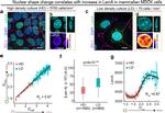 Lamin A Antibody in Immunocytochemistry (ICC/IF)