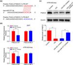 beta Actin Antibody in Western Blot (WB)