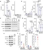 mtHSP70 Antibody in Western Blot (WB)