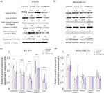 Actin Antibody in Western Blot (WB)