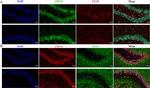 GCP2 Antibody in Immunohistochemistry (IHC)