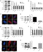 Phospho-beta Catenin (Ser33) Antibody in Western Blot (WB)