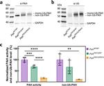 Ubiquitin Antibody in Western Blot (WB)