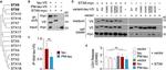 Myc Tag Antibody in Western Blot (WB)