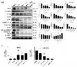 PMEPA1 Antibody in Western Blot (WB)