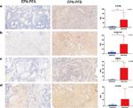 CCDC151 Antibody in Immunohistochemistry (IHC)